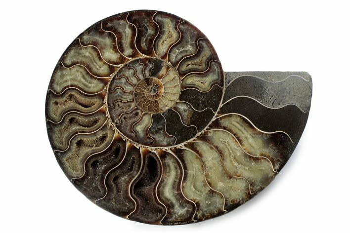 Cut & Polished Ammonite Fossil (Half) - Madagascar #362405